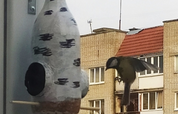 Синичкин День